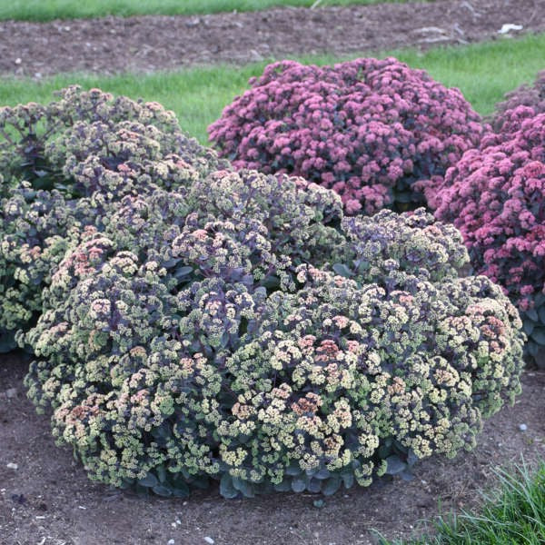 Sedum-Night Light - G1