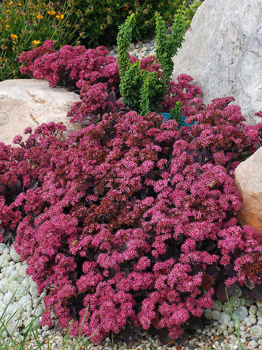 Sedum-Plum Dazzled - G1
