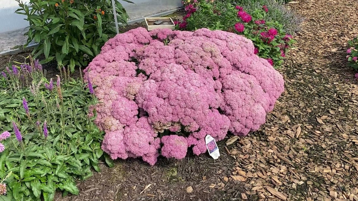 Sedum-Pride and Joy - G1