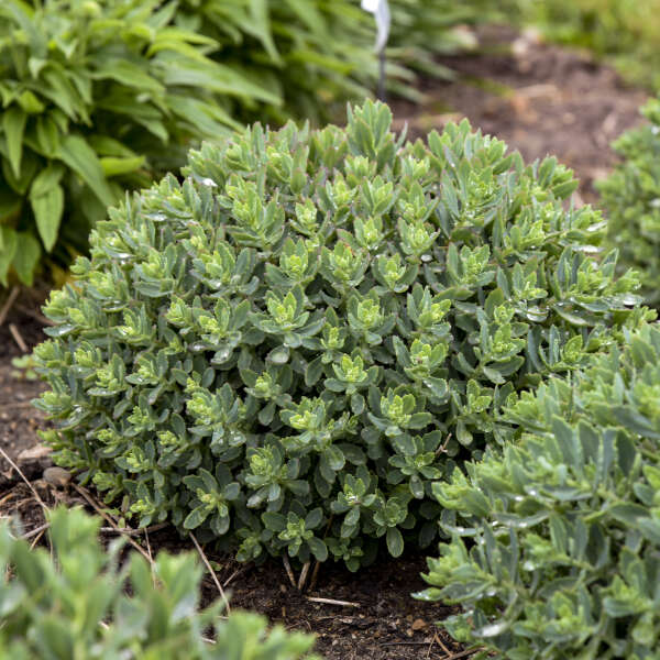 Sedum-Pride and Joy - G1