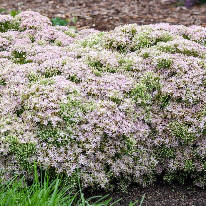 Sedum-Pure Joy - G1