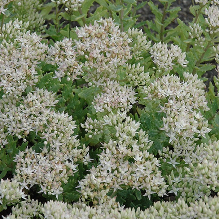Sedum-Thundercloud - G1