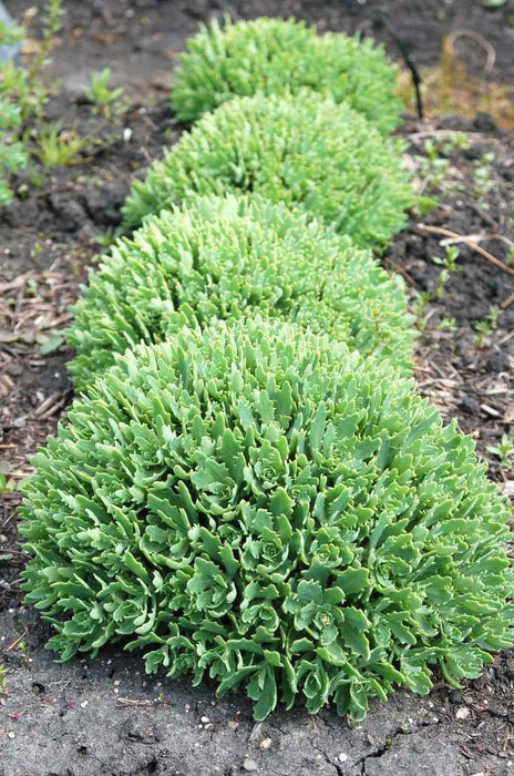 Sedum-Thundercloud - G1