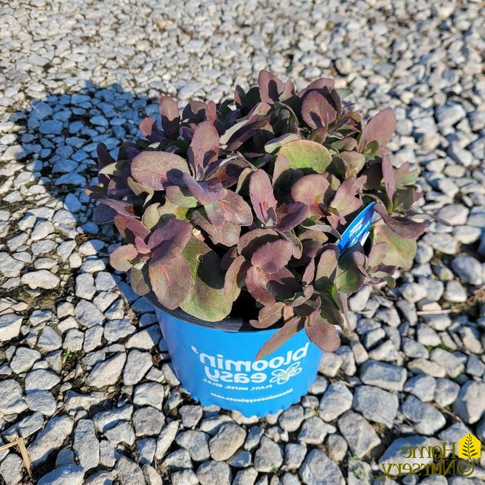 Sedum-White Chocolate - G1