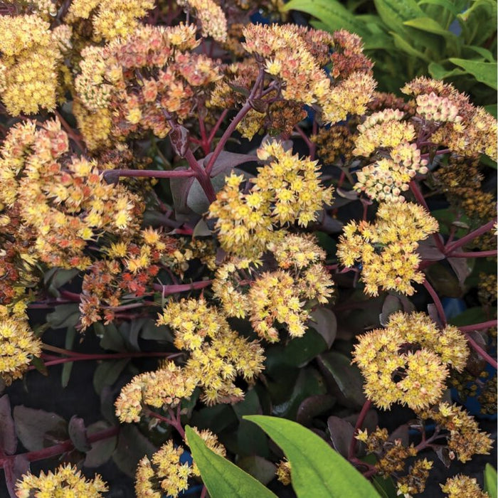 Sedum-White Chocolate - G1