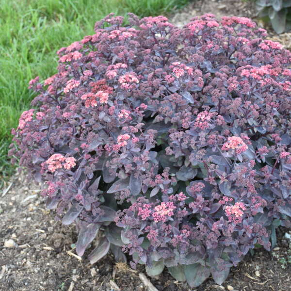 Sedum-Wineberry Delight - G1