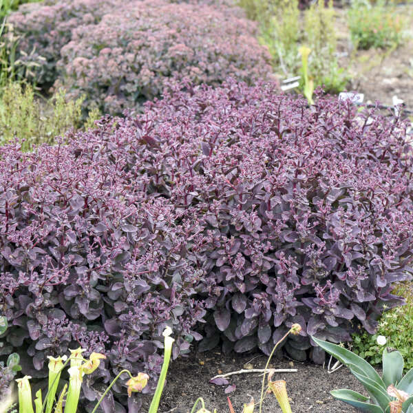 Sedum-Wineberry Delight - G1