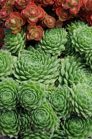 Sempervivum-Braunii - 4.5"