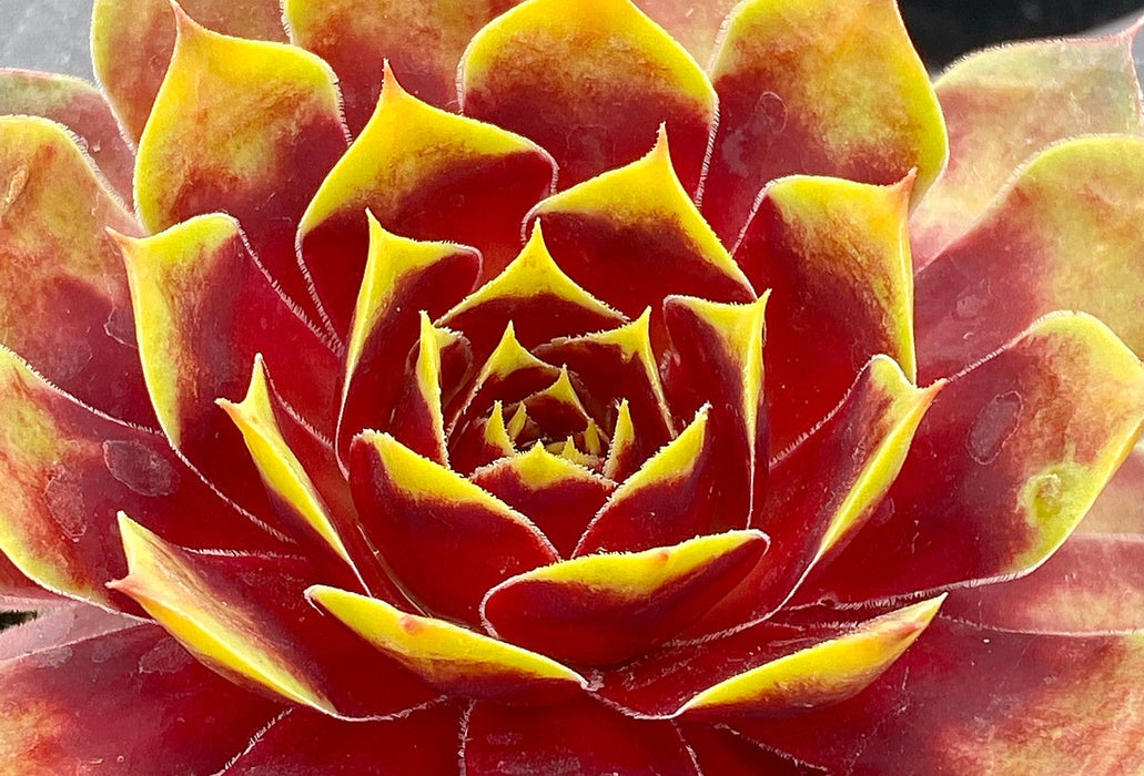 Sempervivum-Gold Crown - 4.5"