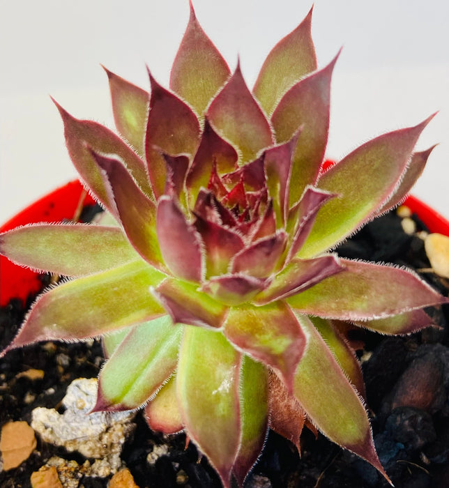 Sempervivum-Pine. Para. - 4.5"