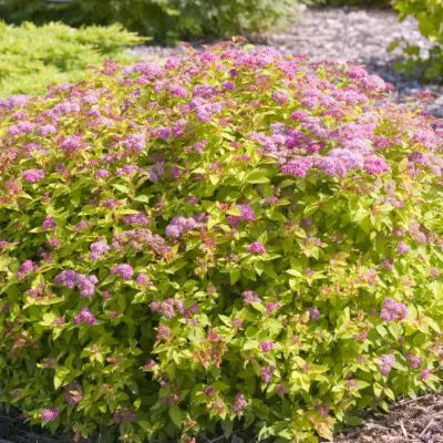 Spirea-Little Spark - G2