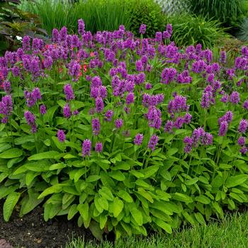 Stachys-Hummelo - G1