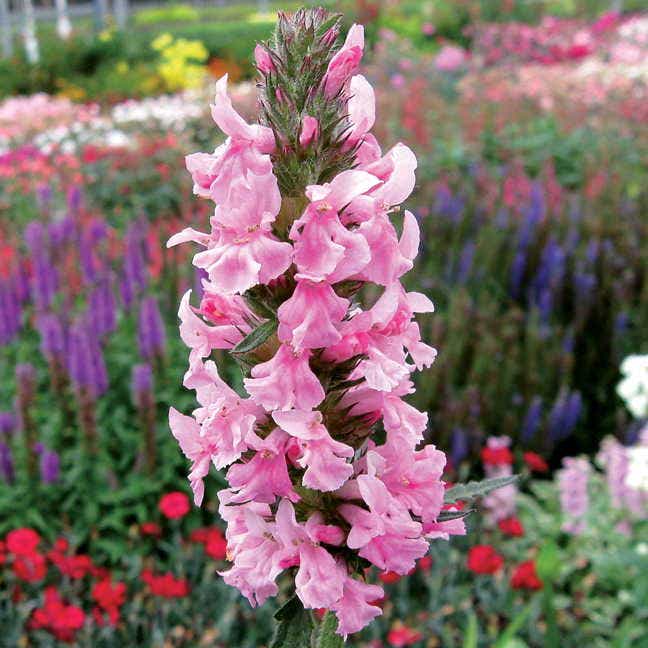 Stachys-Pink Cotton - G1