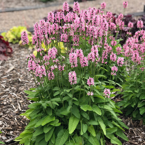Stachys-Pink Cotton - G1