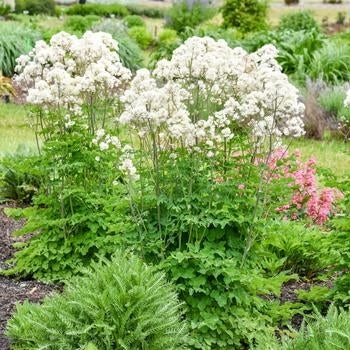 Thalictrum-Cotton Ball - G1