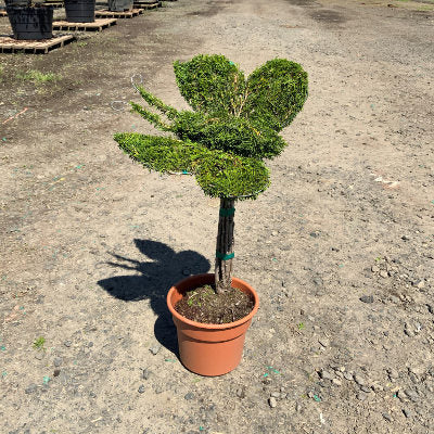 Sculpted Garden Art Butterfly Arborvitae G3
