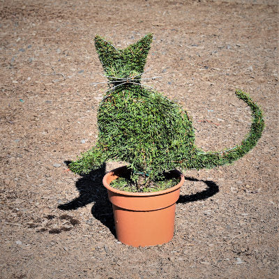 Sculpted Garden Art Cat Arborvitae G3