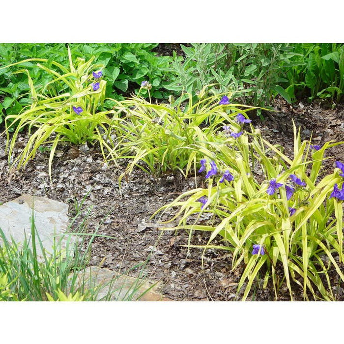 Tradescantia-Sweet Kate - G1