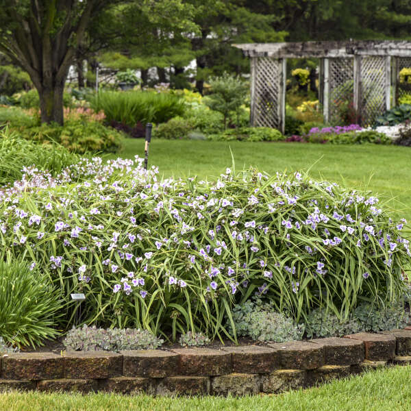 Tradescantia-Webmaster - G1