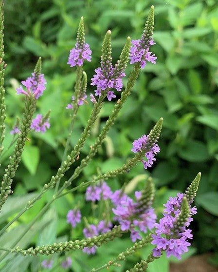 Verbena-Blue Vervain - G1