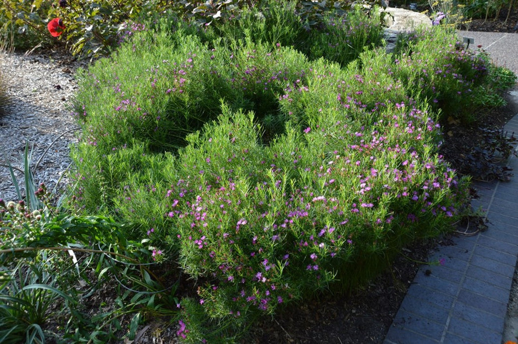 Vernonia-Iron Butterfly - G1
