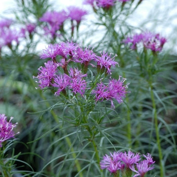 Vernonia-Iron Butterfly - G1