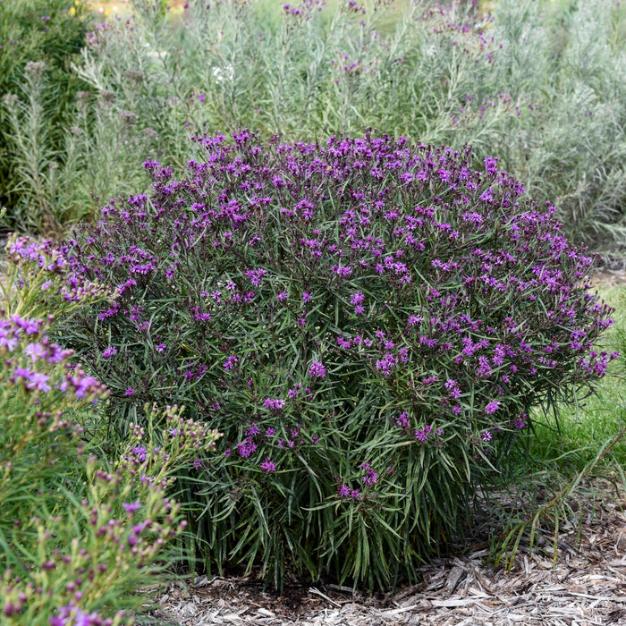 Vernonia-Prairie Princess - G1