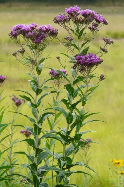 Vernonia-Common Ironweed - G1
