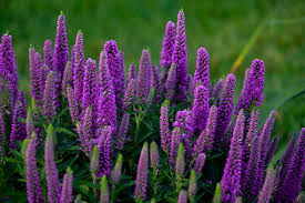 Veronica-Purple Illusion - G1