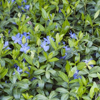 Vinca-flat 2.5 (24's)