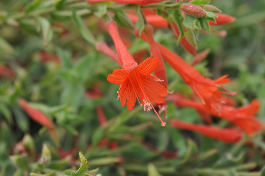 Zauschneria-Orange Carpet - G1