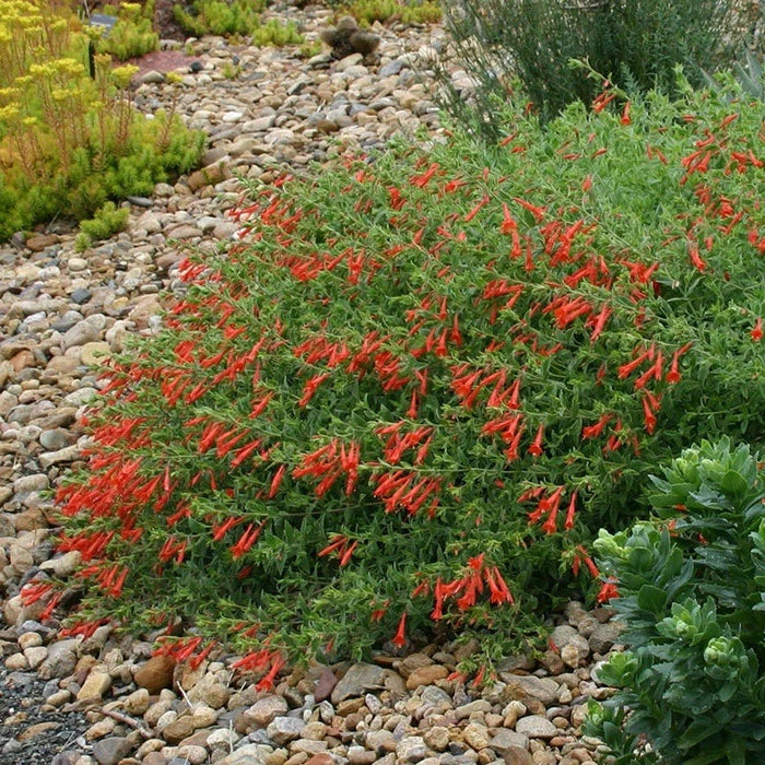 Zauschneria-Orange Carpet - G1