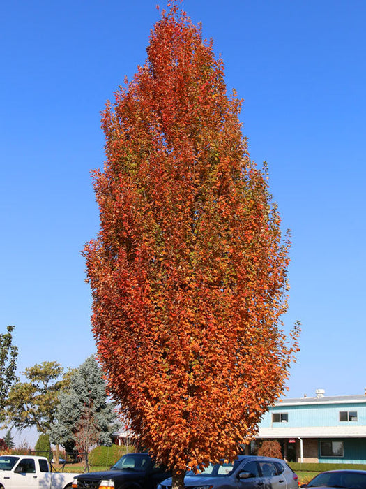 Maple-Armstrong Gold - 2"