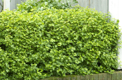 Currant-Alpine - G2/G3