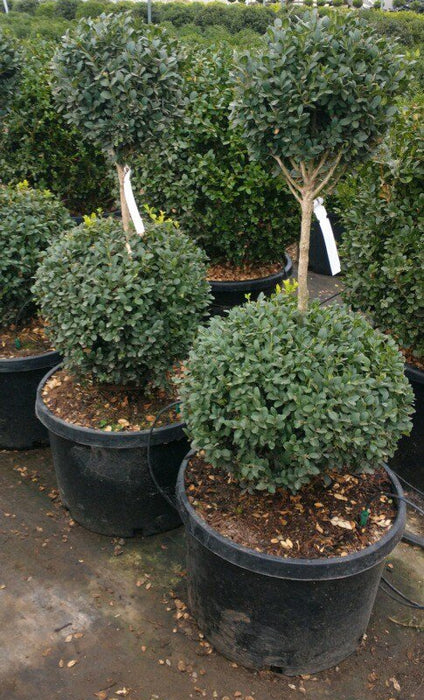 Green Mountain Boxwood Tier 7 Gallon