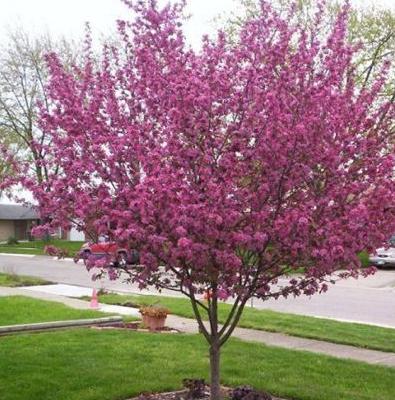 Crabapple-Perfect Purple - 2"