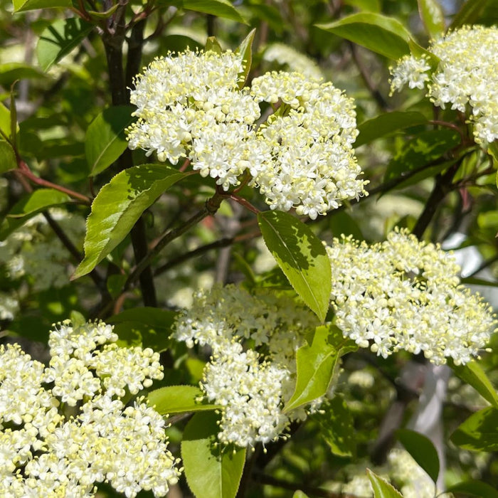 Viburnum-Forest Rouge - G10