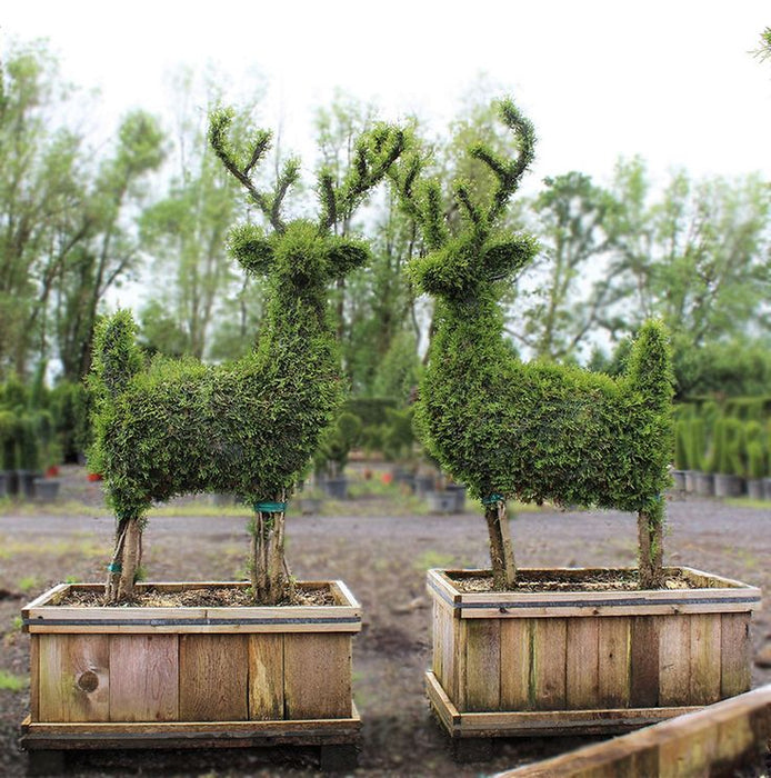 Sculpted Garden Art Deer Arborvitae Cedar Box