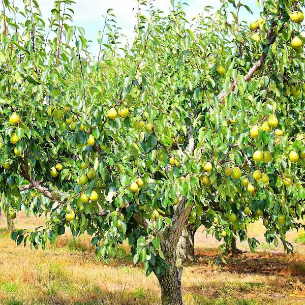 Bartlett Pear Tree 5 Gallon