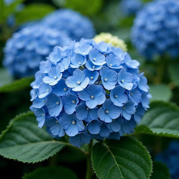 Nantucket Blue Hydrangea 3 Gallon