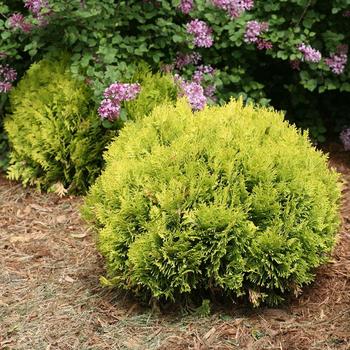 Anna Magic Ball Arborvitae 2 Gallon
