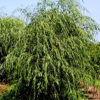 Willow-Weeping - G10