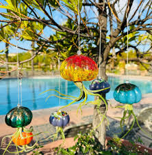 APM Air Plant Jellyfish