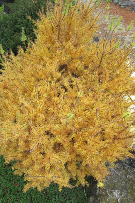 Blue Sparkler Larch 6 Gallon