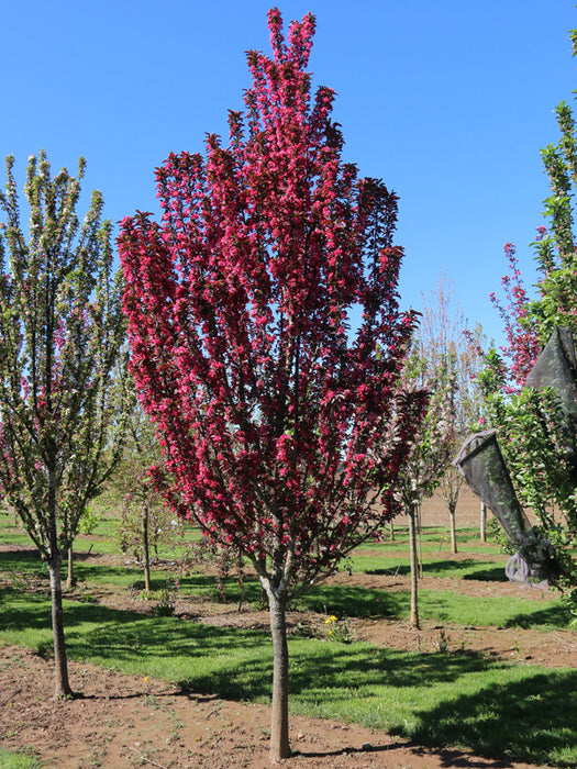 Crabapple-Raspberry Spear-1.75"