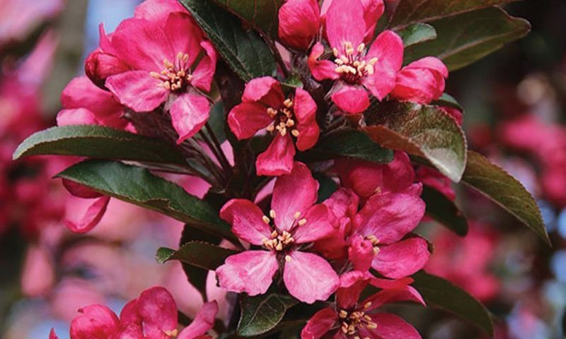 Crabapple-Raspberry Spear-1.75"