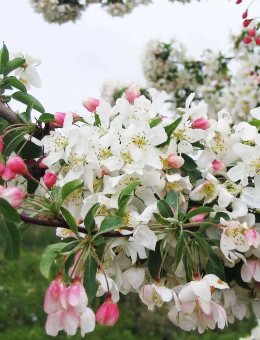 Crabapple-Red Jewel - 2"
