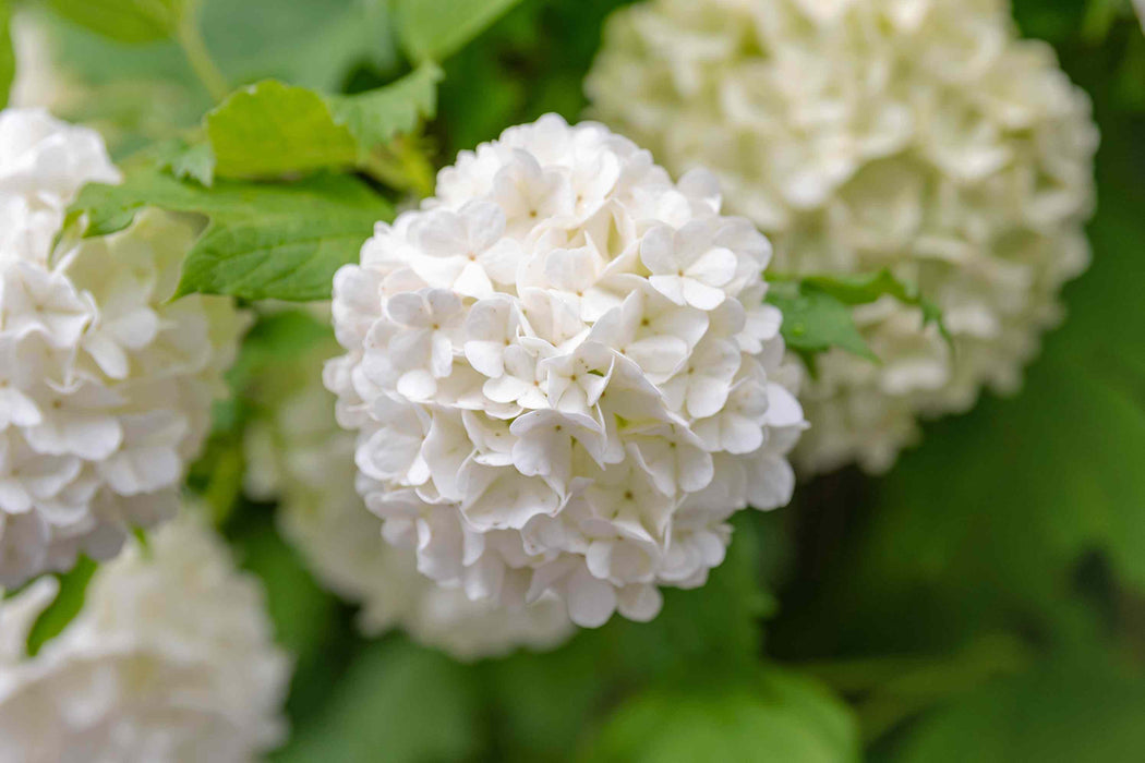 Viburnum-Snowball - G5