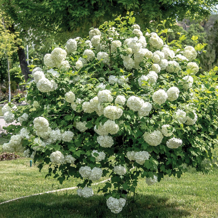 Viburnum-Snowball - G5
