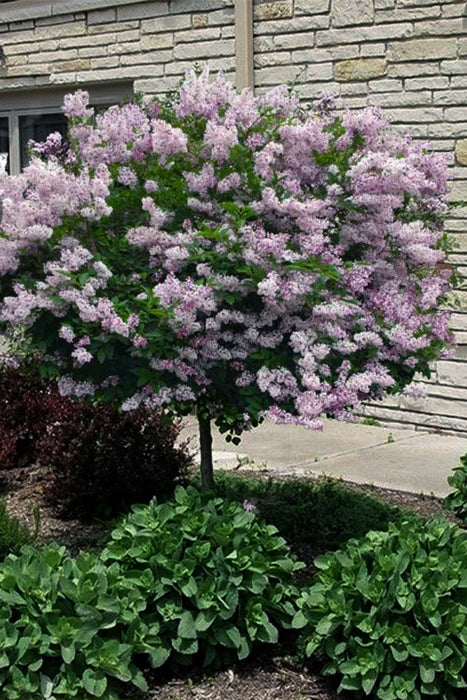 Lilac-Tree Miss Kim - G6 Std.